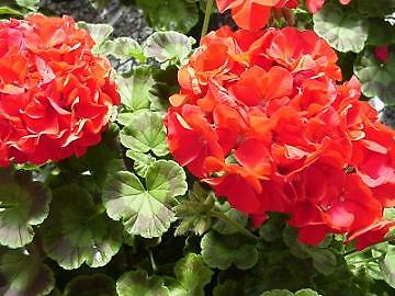 Geranium Ringo 2000 Deep Red 100 seeds
