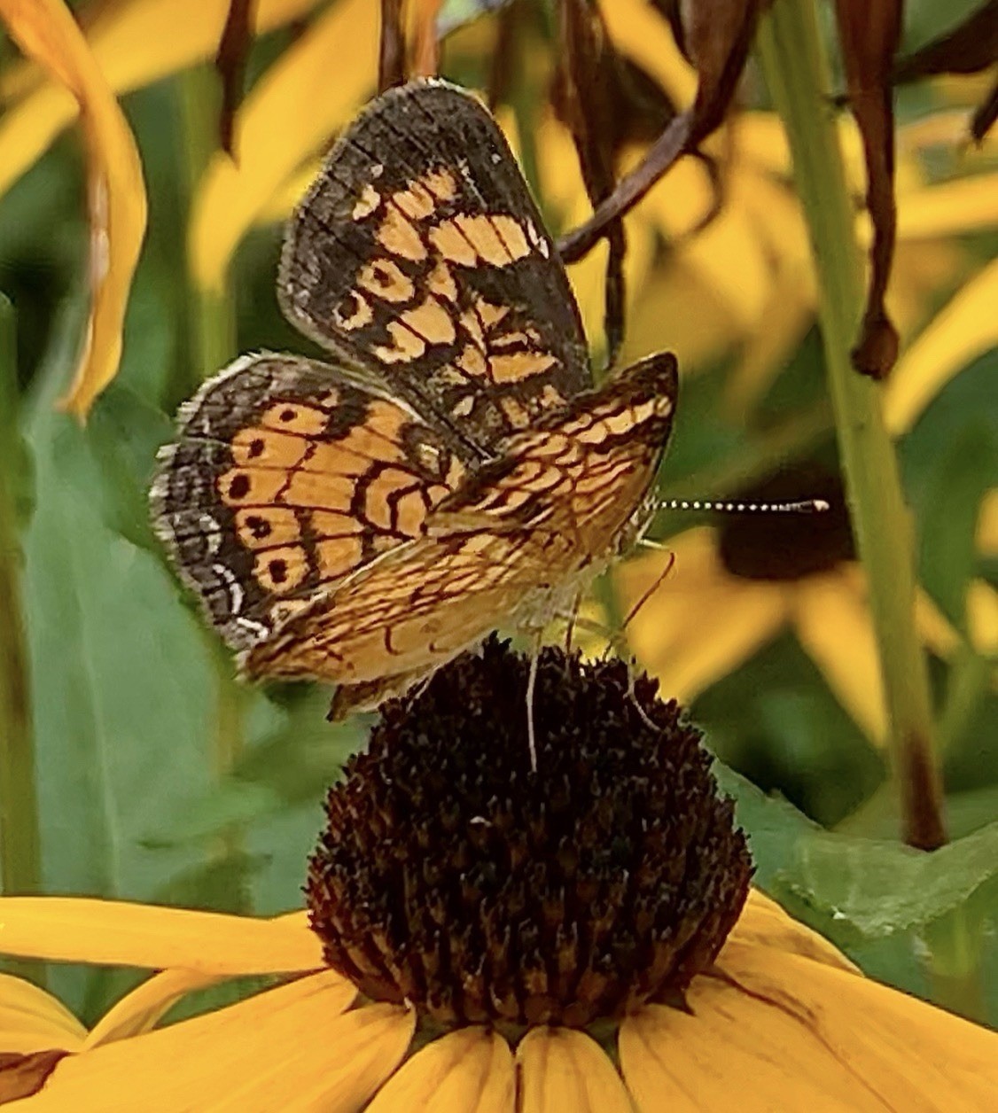 BLACK-EYED SUSAN FLOWER SEEDS- 25+- ATTRACTS POLLINATORS BUTTERFLIES BEES