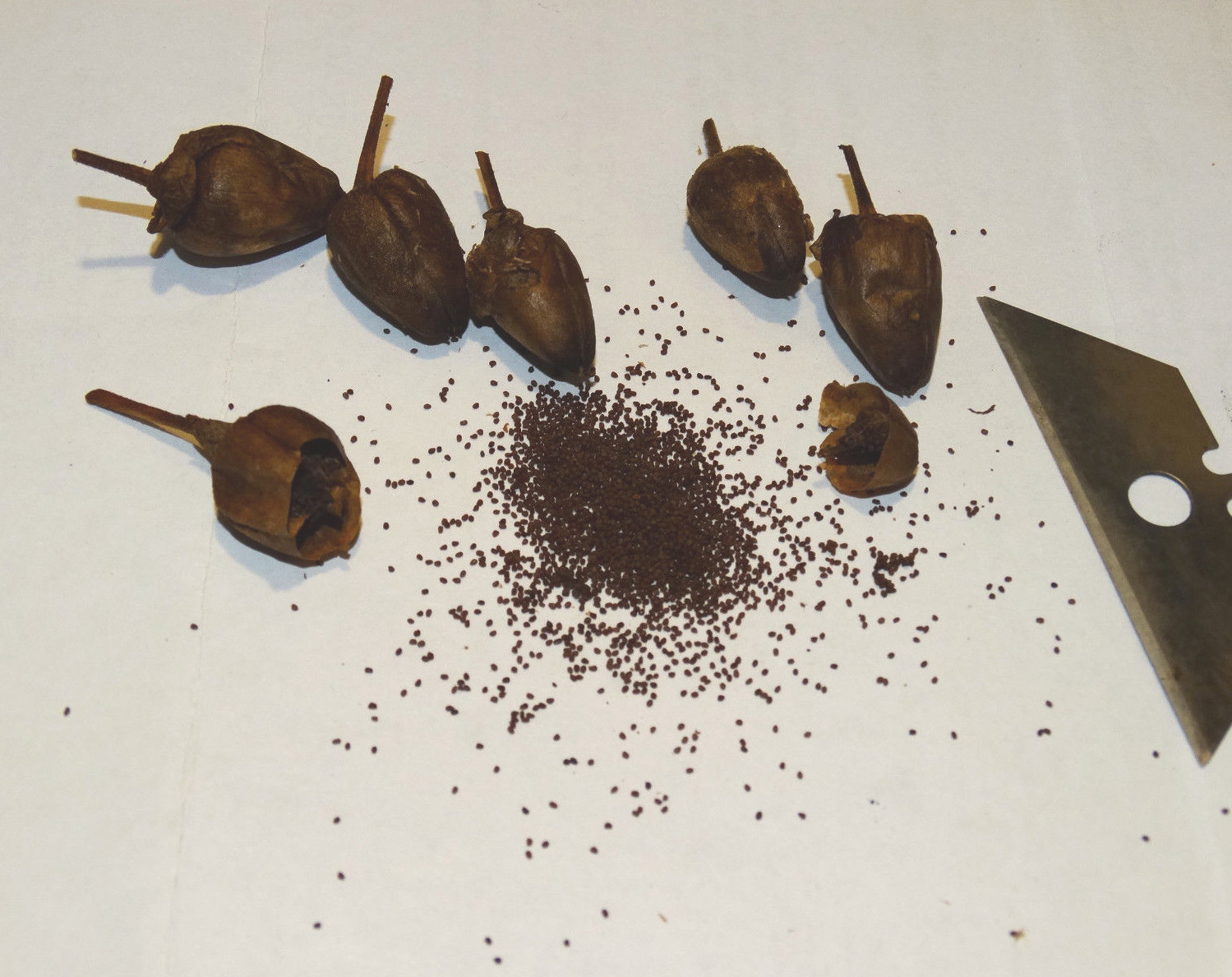 African Red Tobacco HIGH NICOTINE 500+ seeds 0.05 gram Heavy Producer 2023 CROP