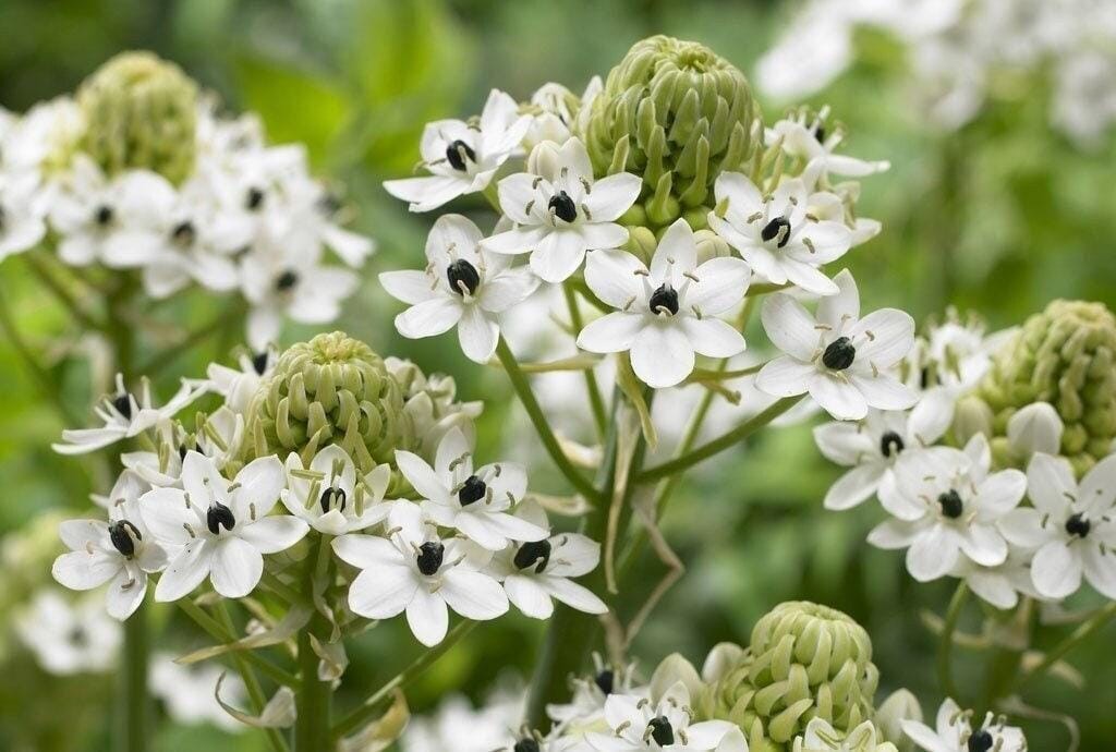 3 ARBICUM Ornithogalum Star Of Bethlehem – Top Size 14/15 cm – US Seller