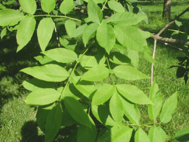 20 WHITE ASH SEEDS – Fraxinus americana