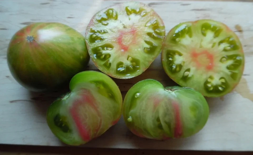 10 seeds Dwarf Peppermint Stripes Tomato ORGANIC Rare DTP