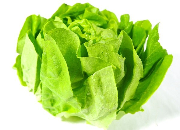 1000+PCS VIETNAMESE BUTTERHEAD LETTUCE SEEDS, HẠT XÀ LÁCH MỠ | 98% GERMINATION |