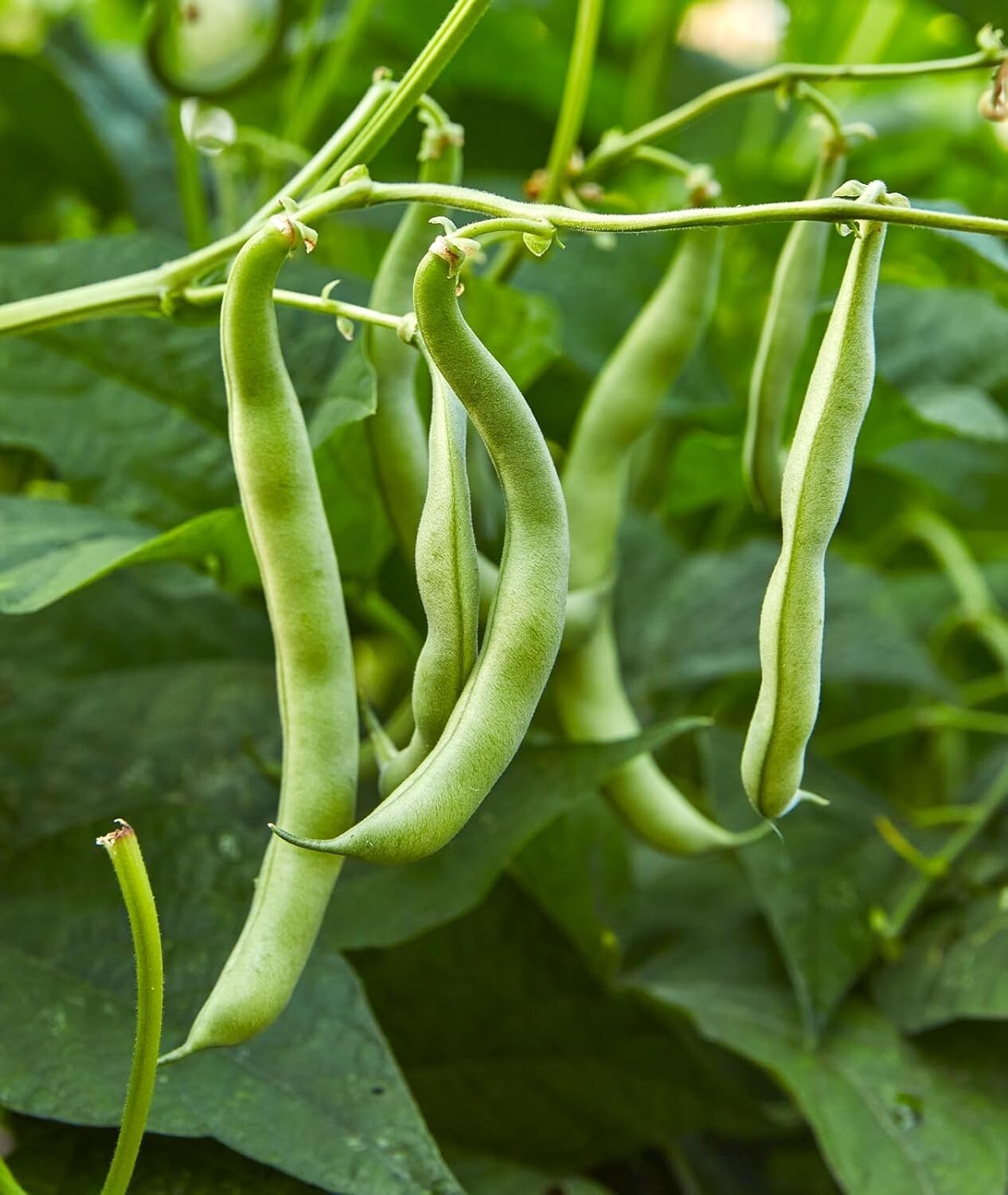 Blue Lake 274 Organic Heirloom Bush Bean Seeds – 8 Oz for Delicious Yields