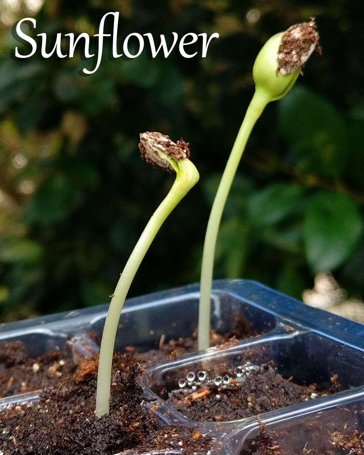 Mammoth Grey Stripe Sunflower 15 SEEDS BIG!!