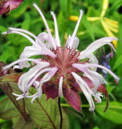 Monarda bradburiana | Horsemint | Bradbury’s Beebalm | 20 Seeds
