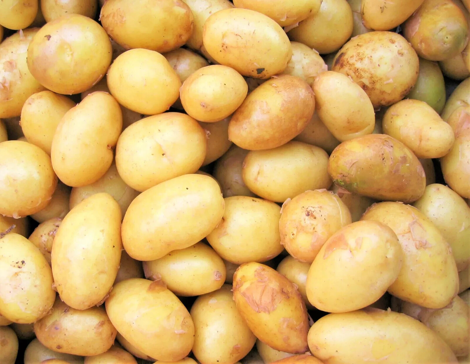 POTATO Tubers MEDIUM Seed Potatoes Kennebec For Planting White