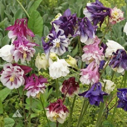 1,000 – 5,000 Heirloom Mixed Colors Dwarf Columbine Seeds Perennial Aquilegia