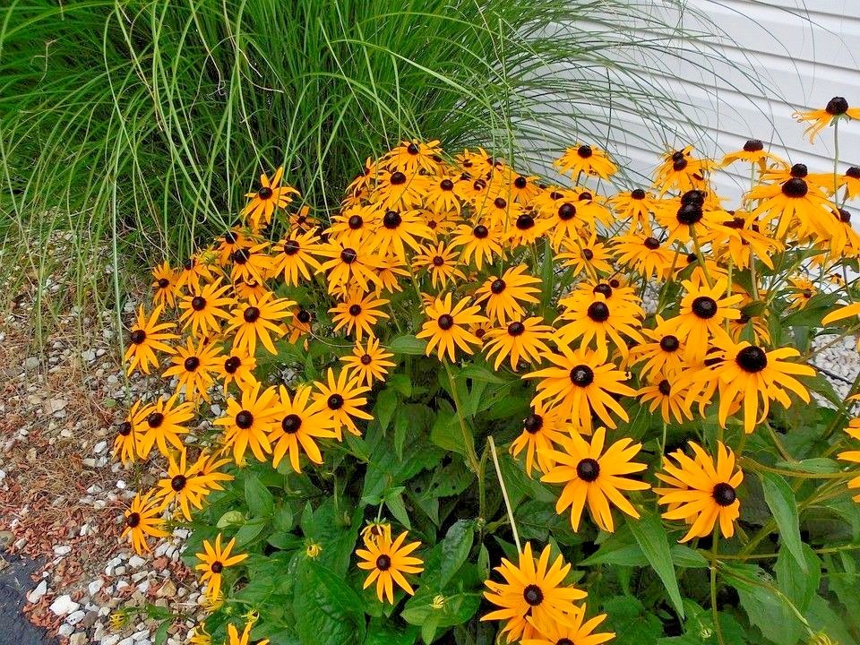 2001+BLACK EYED SUSAN Flower Seeds Perennial Native Wildflower Drought Heat Cold