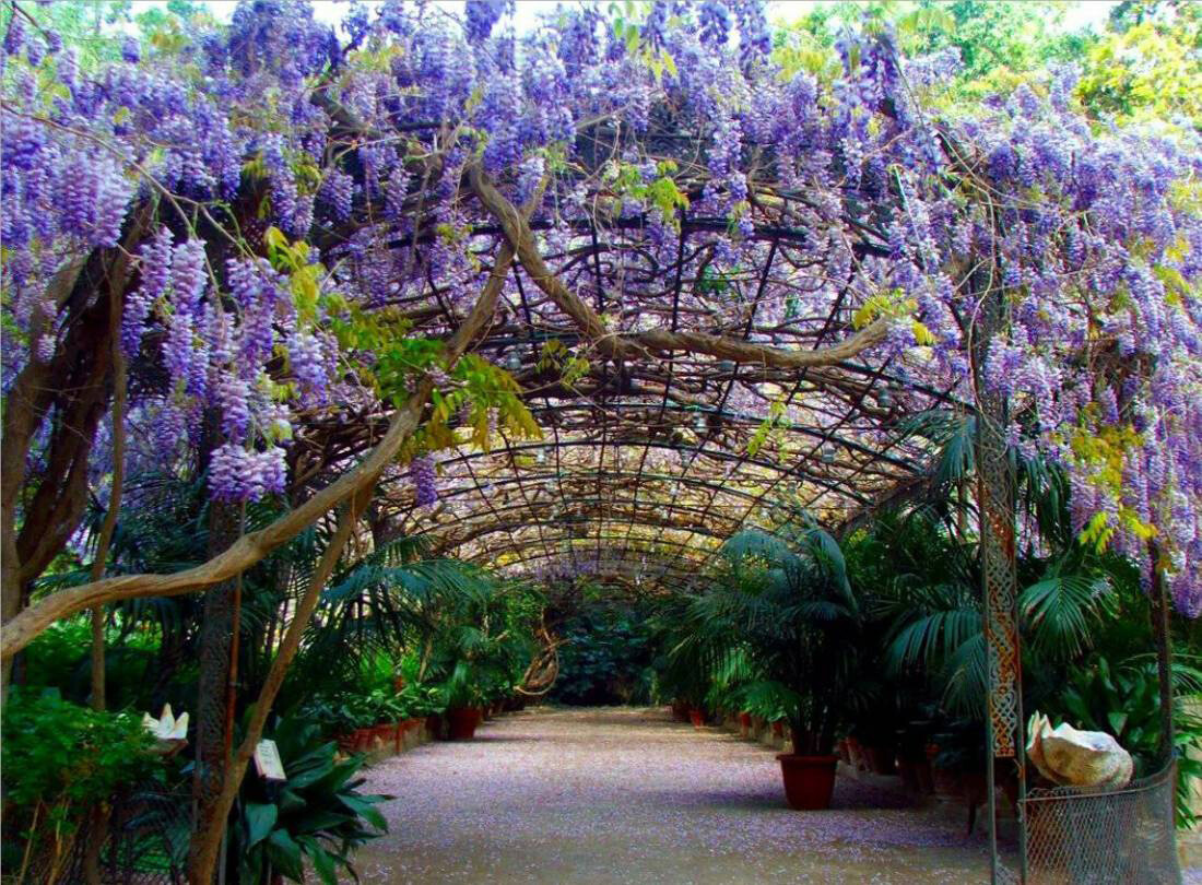Blue Chinese Wisteria Vine, Wisteria sinensis, Seeds
