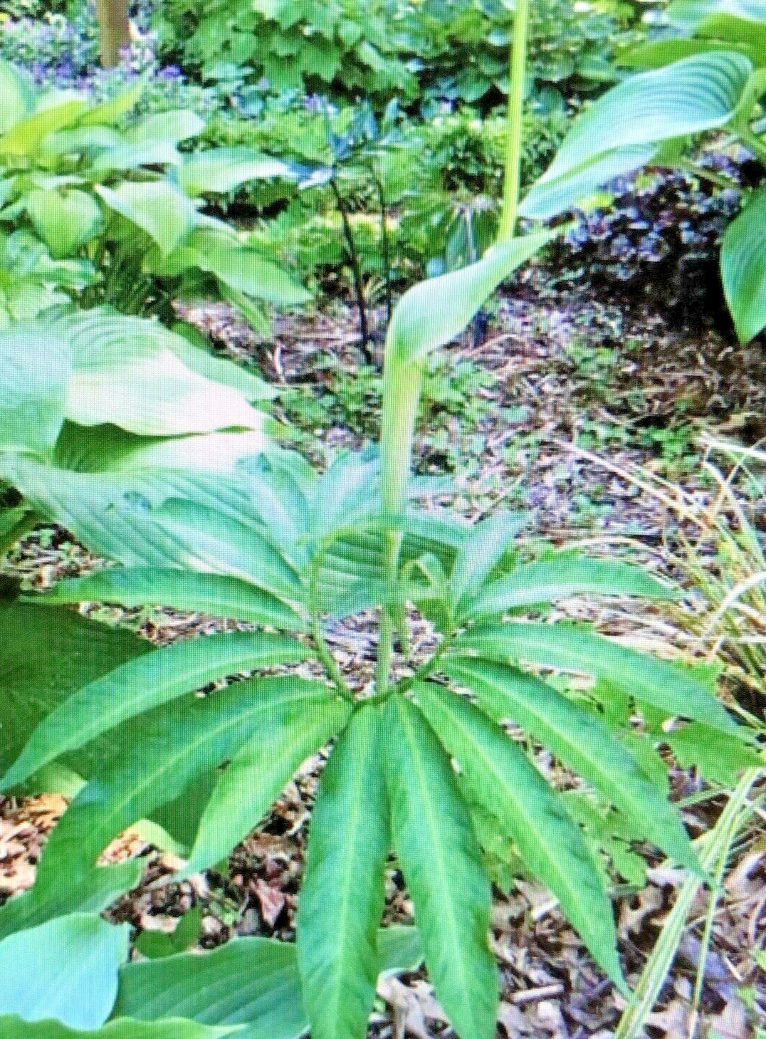 25 ARISAEMA HETEROPHYLLUM Seeds -Dancing Crane Cobra Lily
