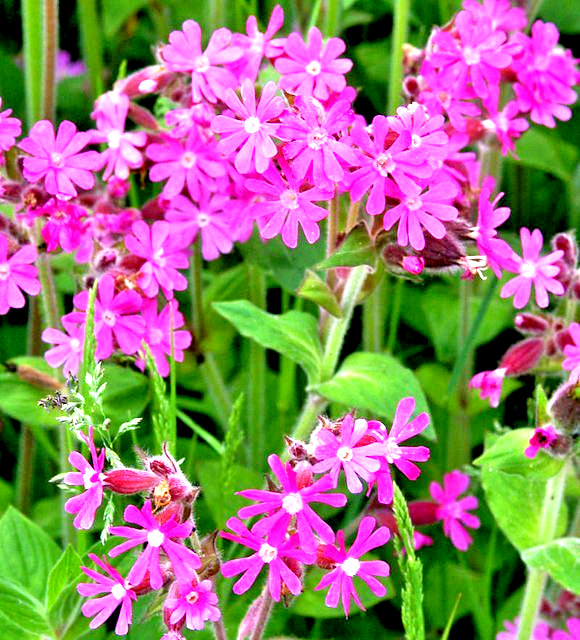 RED CAMPION MIX 100 SEEDS, HYBRID LEAF COLORS, YELLOW, PURPLE… SILENE DIOICA
