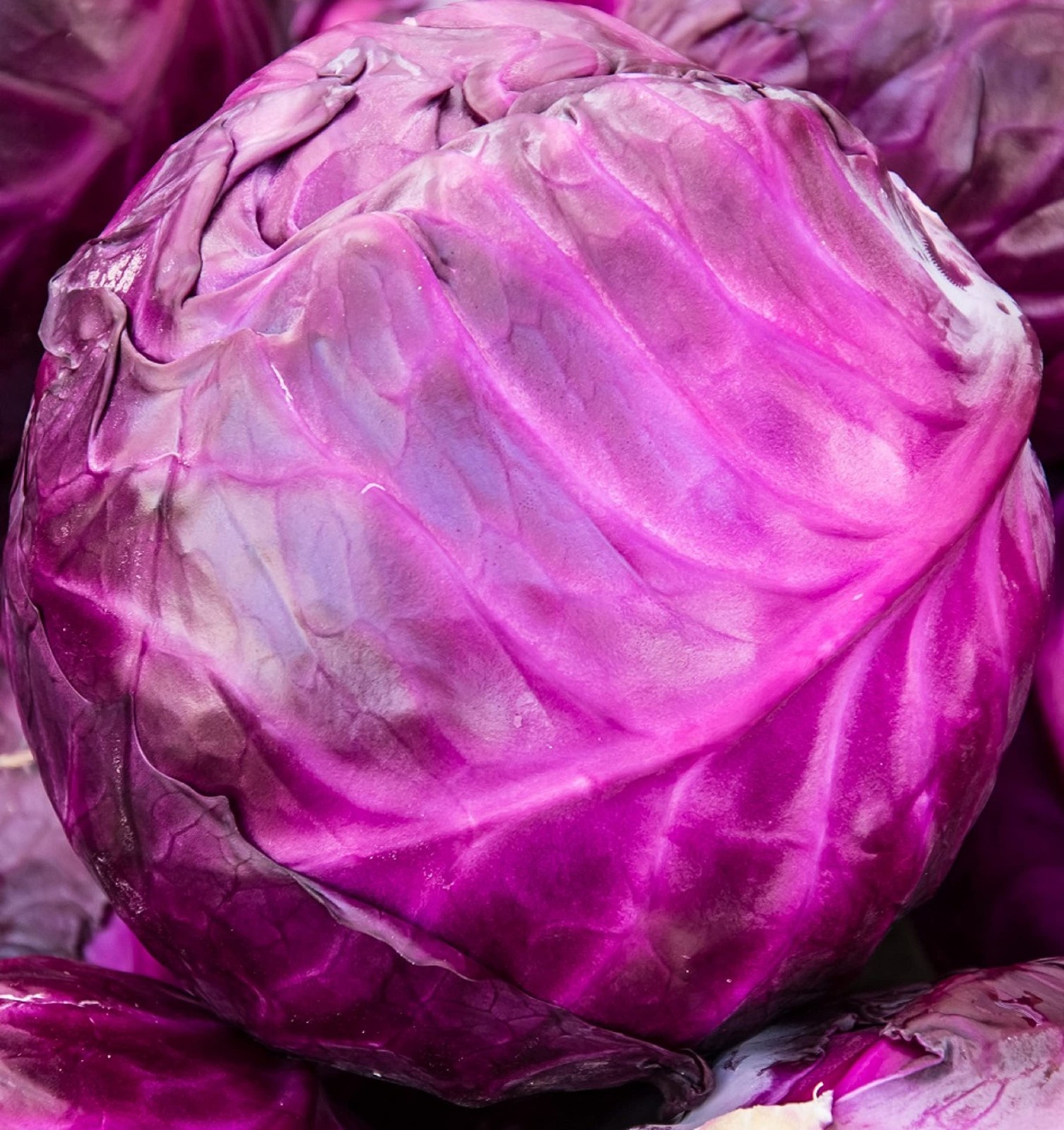 Red Acre Cabbage Seeds for Planting – Plant & Grow Heirloom Red Acre Cabbage …