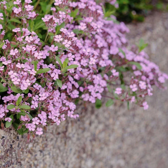100+ Saponaria Seeds – Rock Soapwort Non-GMO, perennial – spreading ground cover