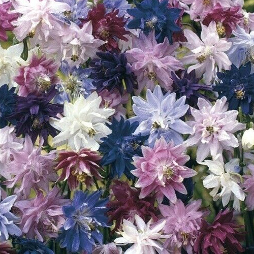 Aquilegia vulgaris plena, granny’s bonnet mix, columbine 25 seed