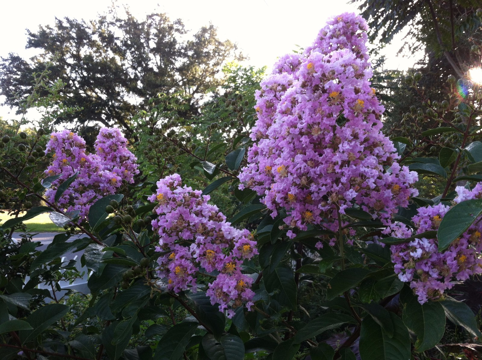 Crape Myrtle | Muskogee Lavender | 10 seeds