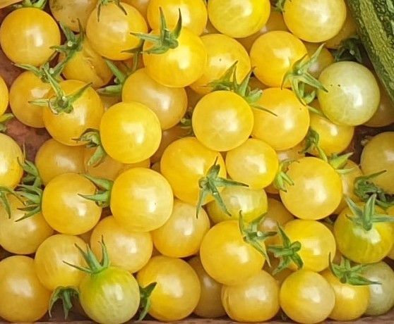White Cherry Heirloom Tomato Seeds x 30 Minimum Plus Free Gift