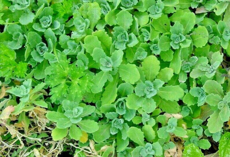 501+PURPLE ROCKCRESS Flower Seeds Drought Heat Cold Groundcover Container Easy