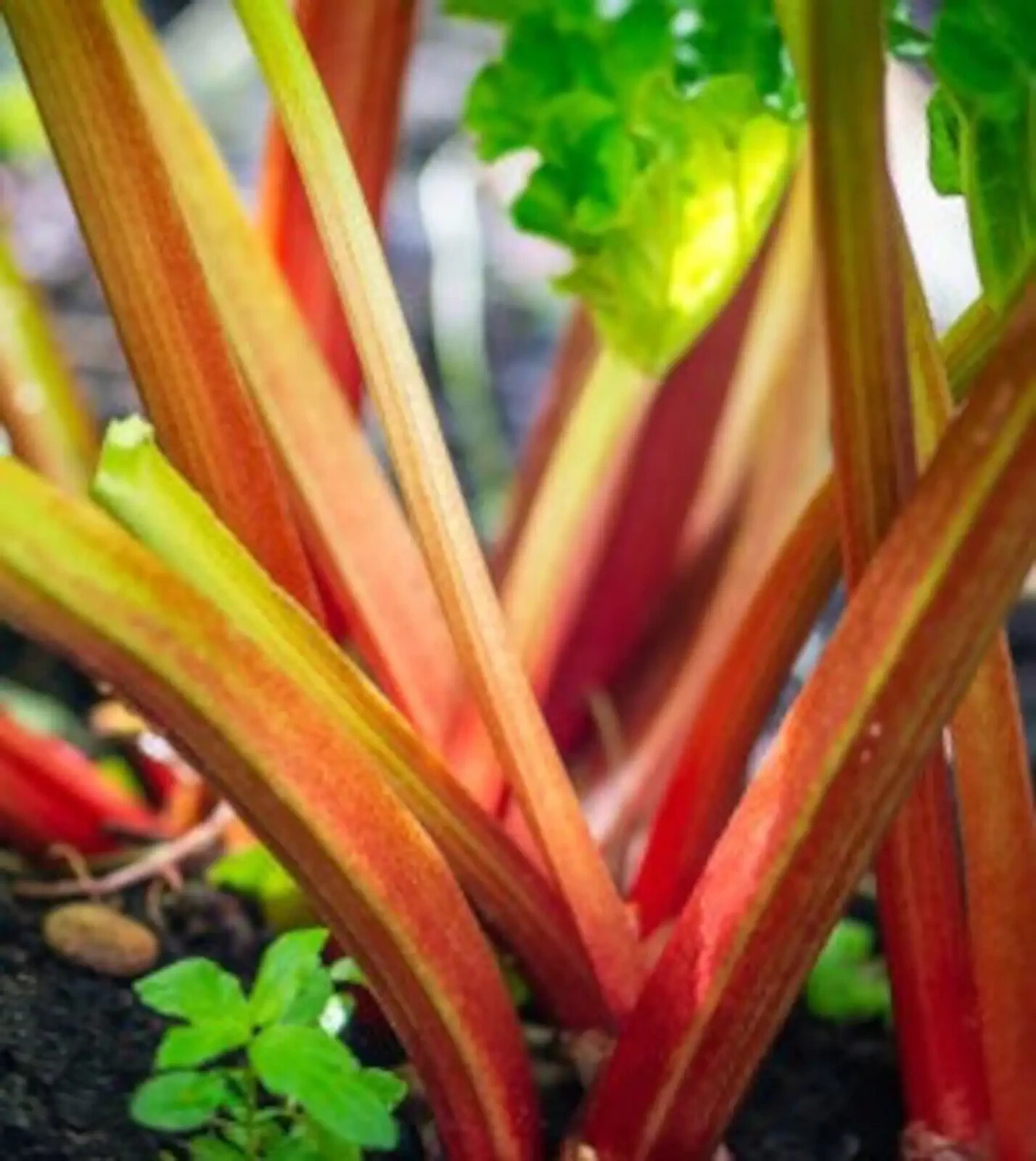 VICTORIA RHUBARB HEIRLOOM 15 SEEDS NON-GMO FREE SHIPPING