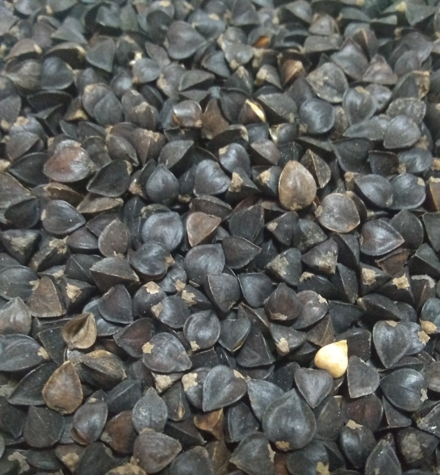 Buckwheat Seeds ” Excellent Deer Or Turkey Food Plot ” 25 Lbs.