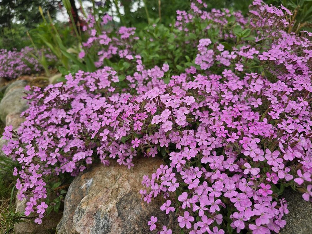 300pcs Pink Rock Soapwort Seeds Perennial Groundcover Flower Trailing Container