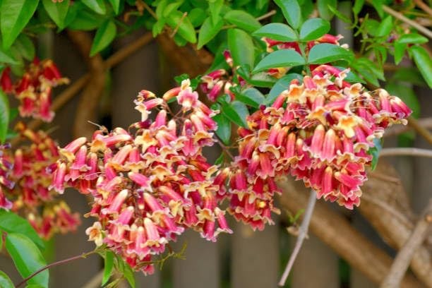 Trumpet Vine Seeds for Planting 300+ Seeds, Mix Color, NonGMO Heirloom, Trum…