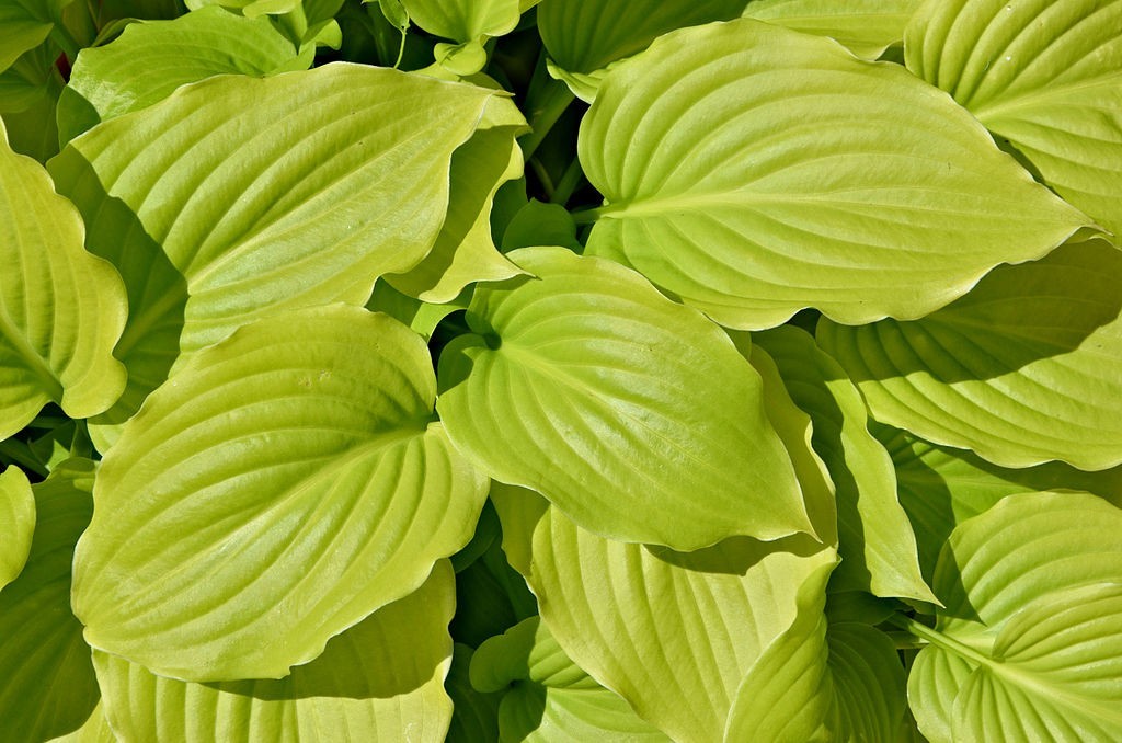 Hosta mix 100 seeds large variety, blue, grey, yellow, large, small, variegated