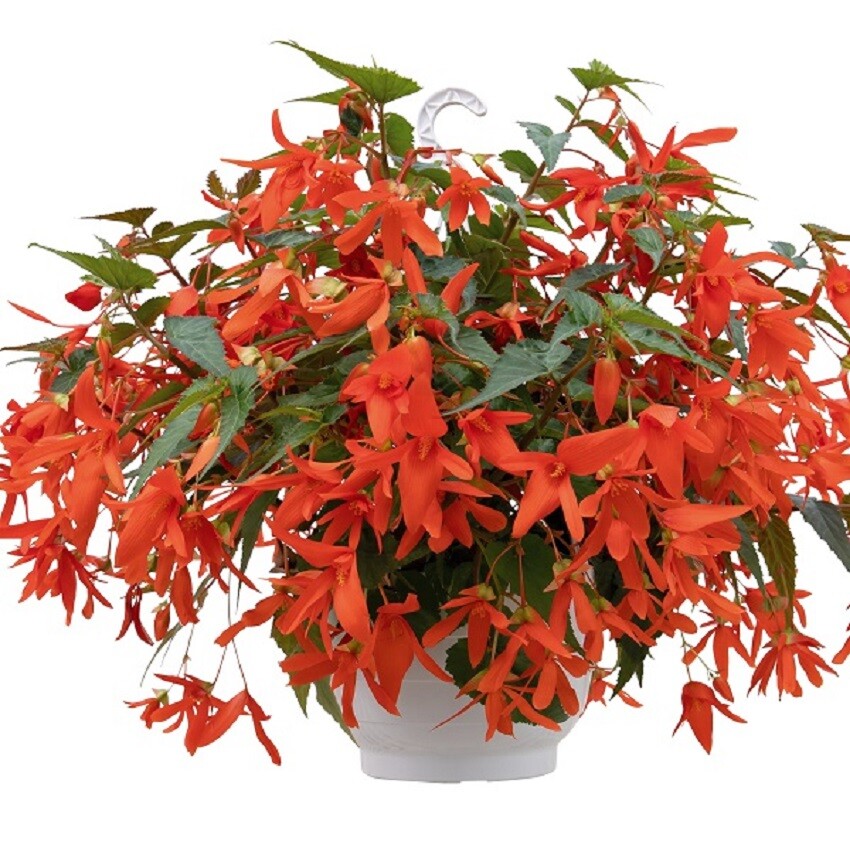 Begonia Seeds Boliviensis Begonia F1 Groovy Orange 15 Pelleted Seeds