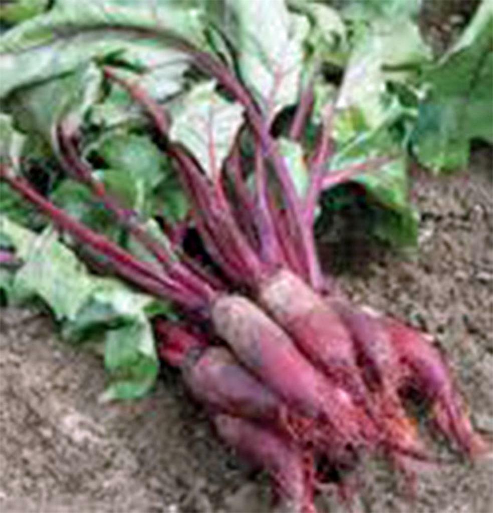 BEET SEED, CYLINDRA, NON GMO, HEIRLOOM, 100 SEEDS, BEETS, BEET SEEDS