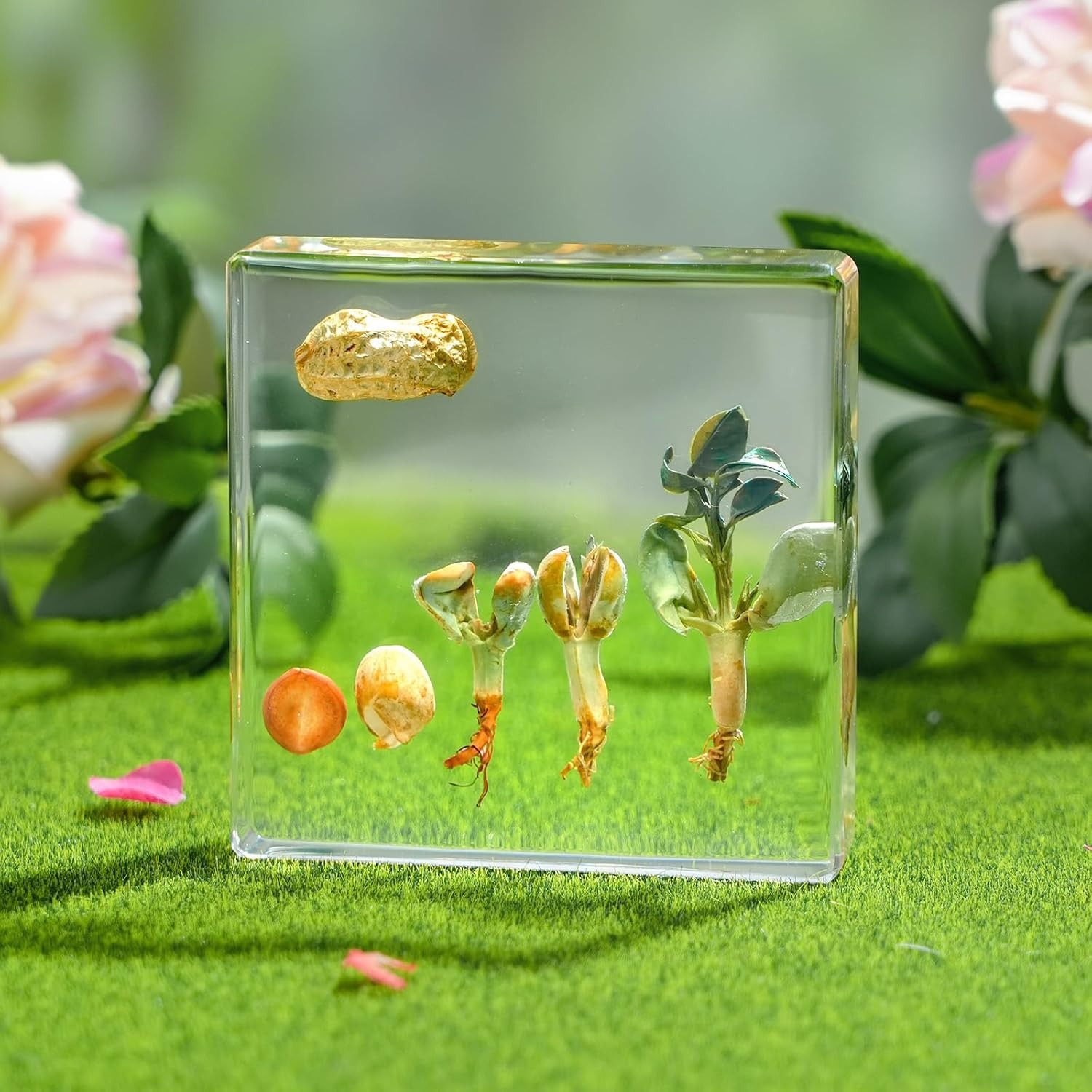 Peanut Life Cycle Kit, Peanut Specimen Real Plant Resin Encased Seeds Sprouts Po