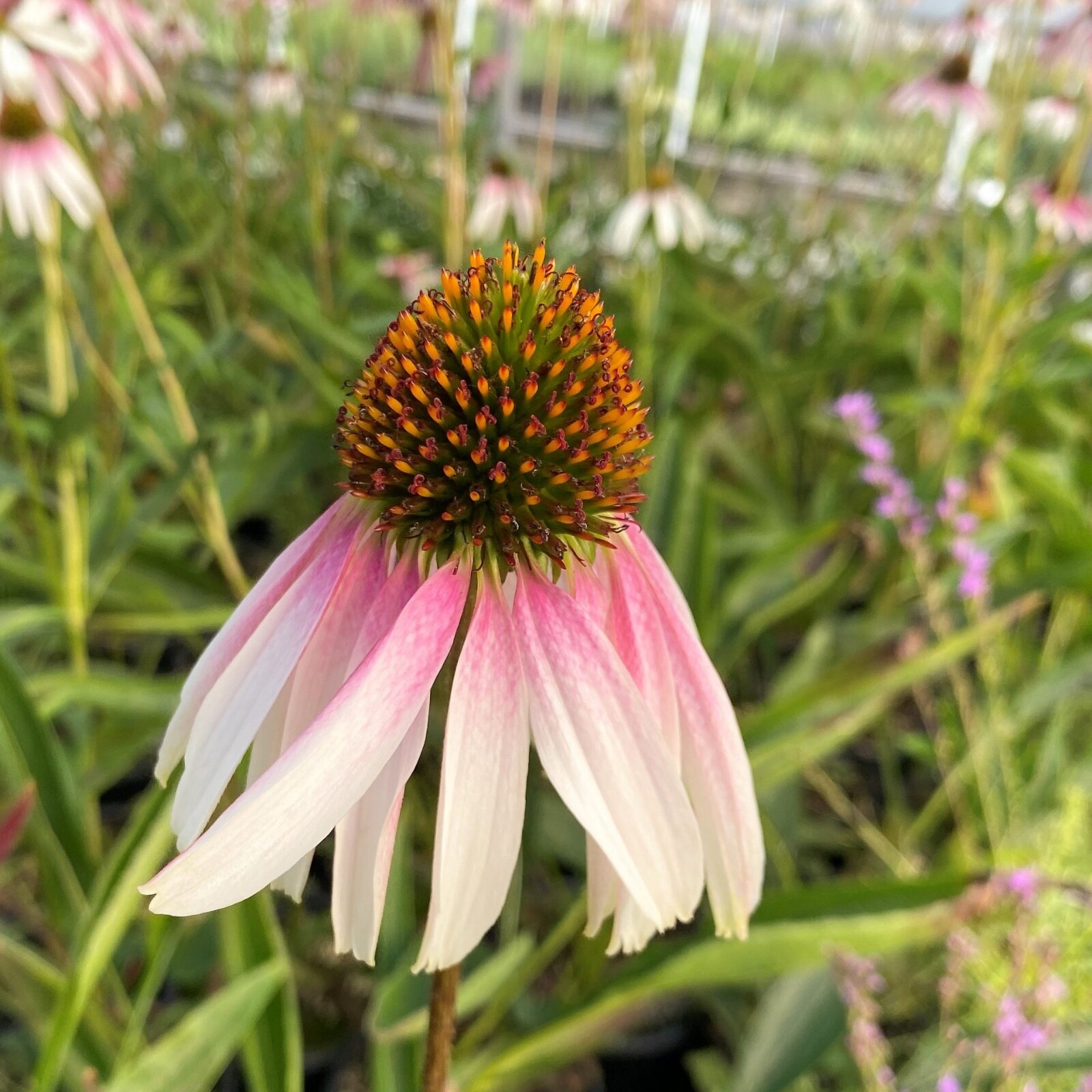 Echinacea ‘Pretty Parasols’-Coneflower-Live Starter Plant- FREE SHIPPING!!!