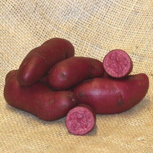 Very Rare True Potato Seeds TPS Purple Majesty Reds Blue Color Mix Potato Berry