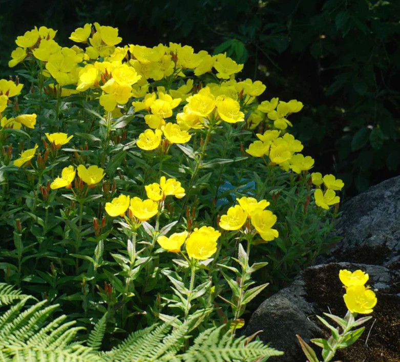 EVENING PRIMROSE Native Heirloom Oenothera Wildflower Yellow Non-GMO 1000 Seeds!
