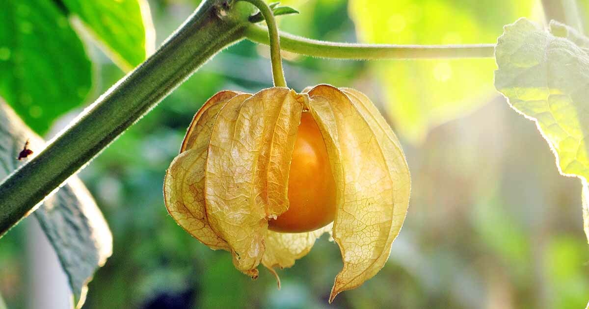 Ground Cherry, 50 Seeds, NON-GMO, Cape Gooseberry, Chinese Lantern, FREE SHIP