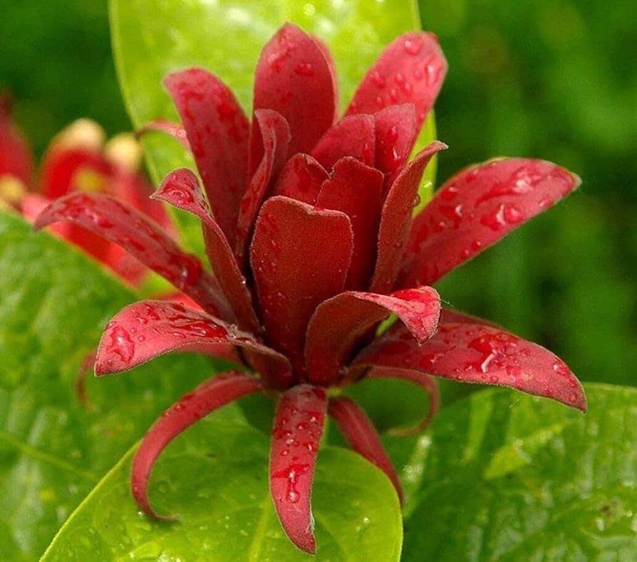 3 Sweet Shrub 12-24″ Calycanthus floridus Bare Root