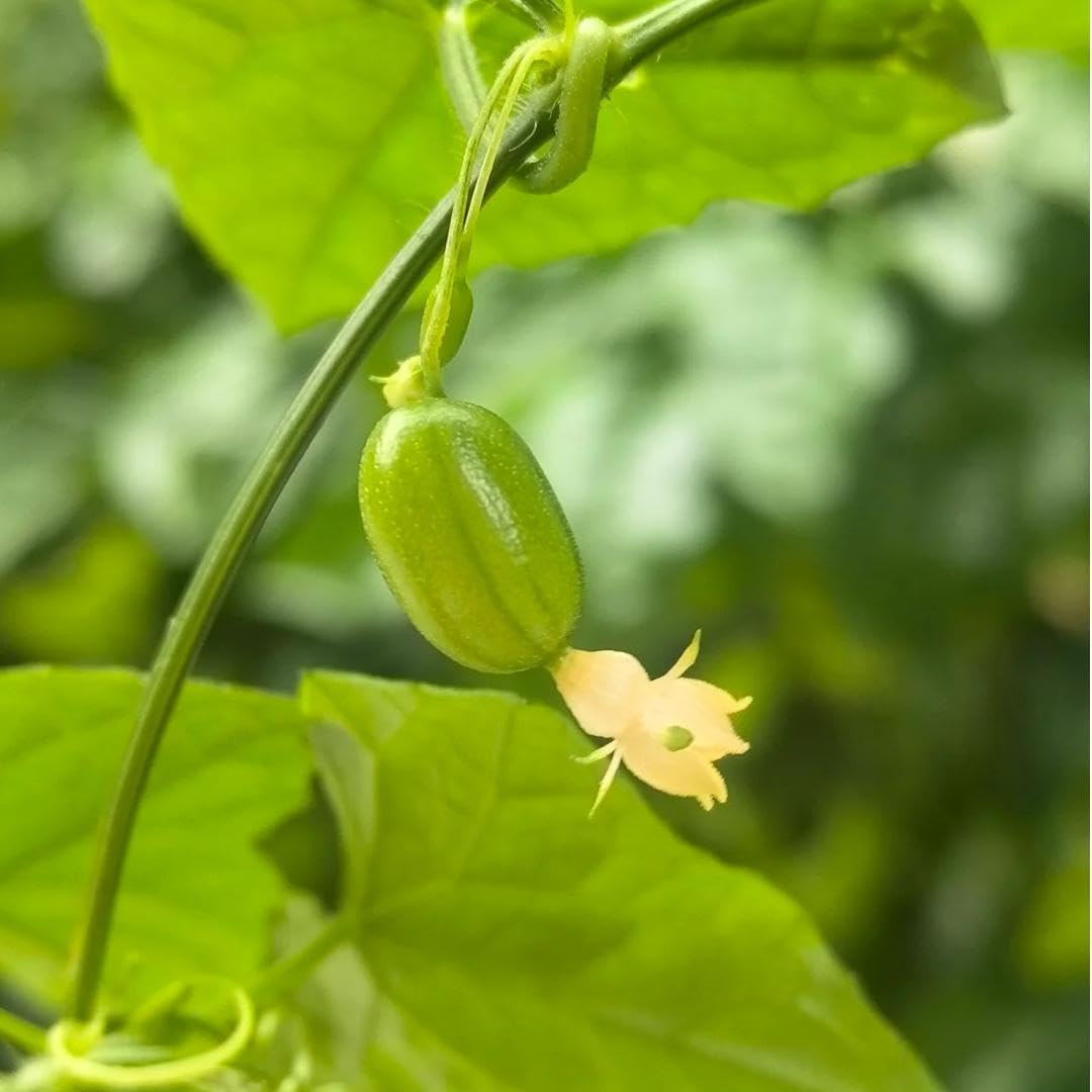 80 Count Premium Cucamelon Seeds for Planting – Rare Mini Thumb Watermelon, Mexi