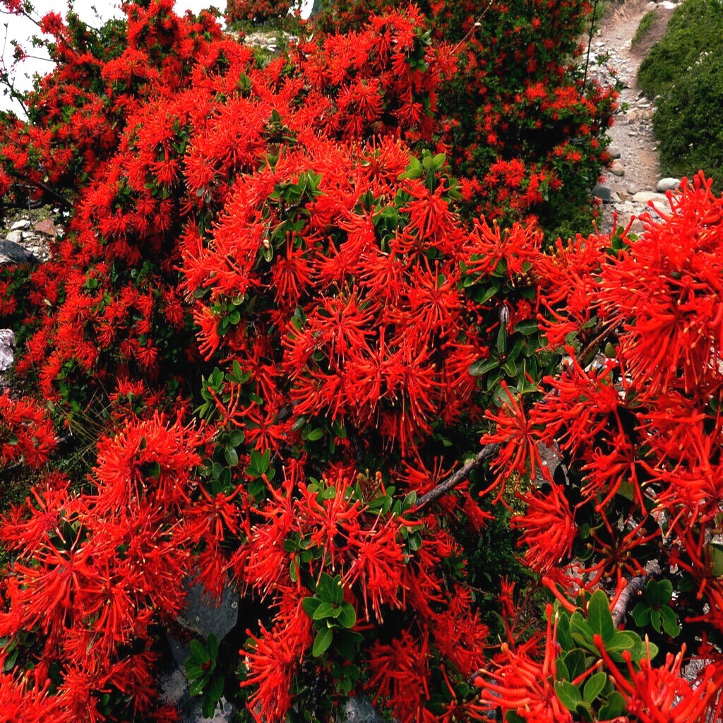 10 Chilean Firebush Tree Seeds Embothrium coccineum Flame Flower Plant RARE!