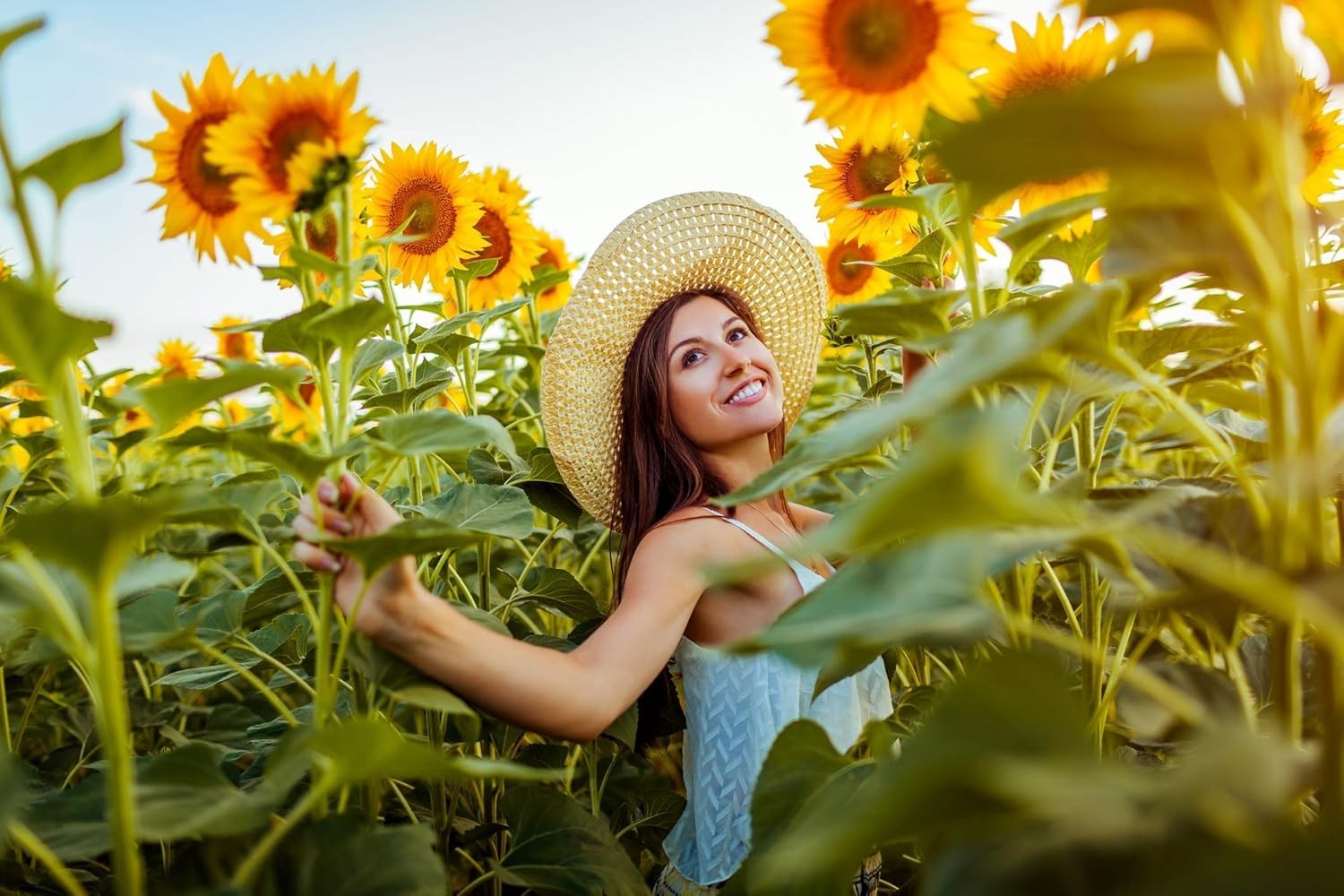 5200+ Sunflower Seeds for Planting Bulk Variety Pack, Get More Sunflower Seed…