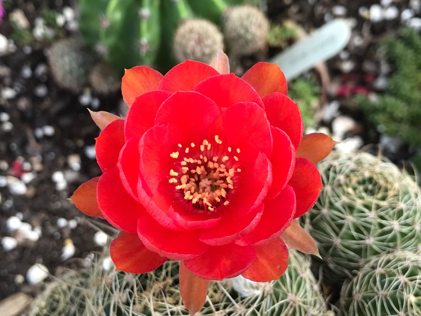 Echinopsis hybrid, Rosy/orange flower. Cactus Succulent