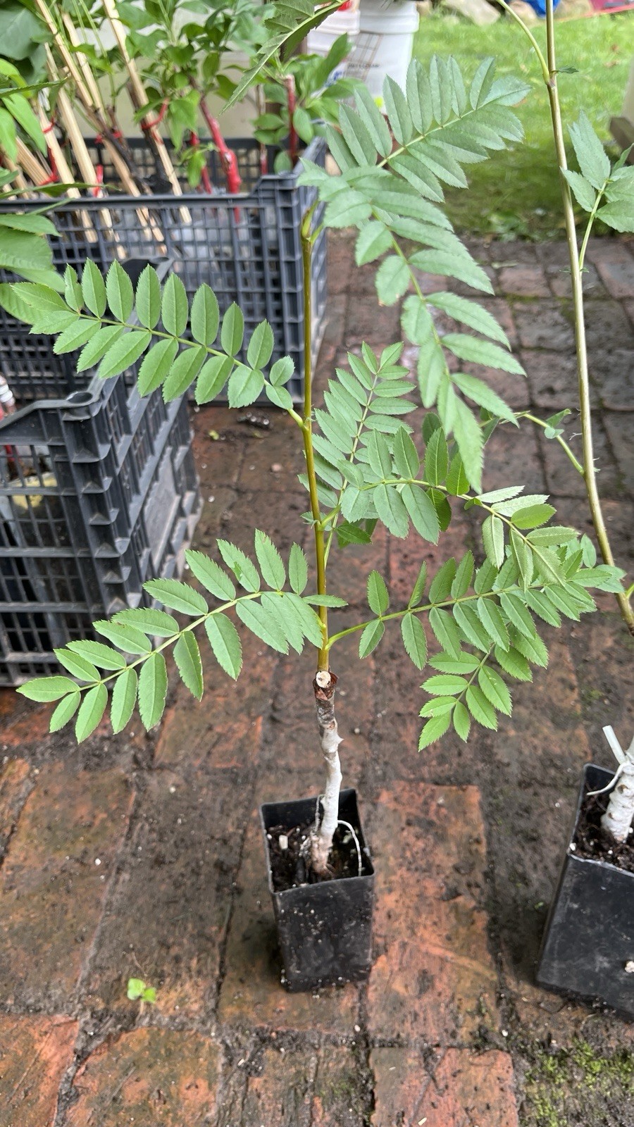 1 yo 6-12” tall Sorbus Cashmiriana Kashmir Rowan Tree white fruits grafted plant