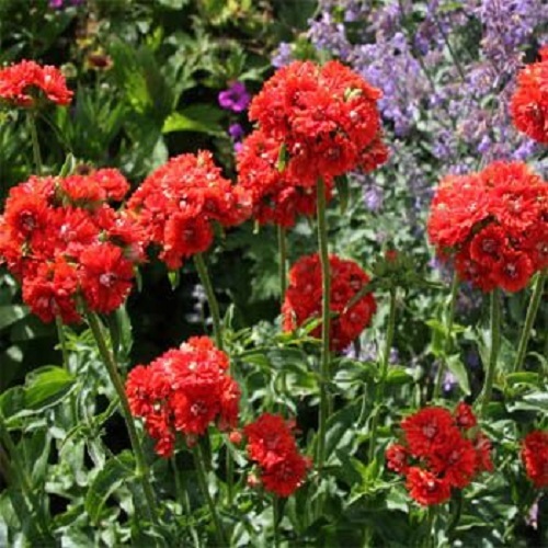 500 Lychnis Seeds Chalcedonica Jerusalem Cross Seeds