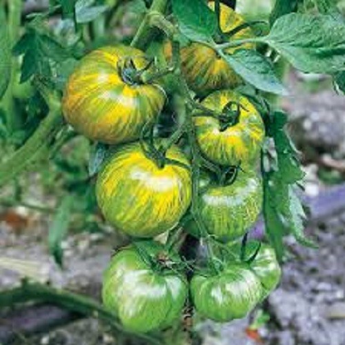 Green Zebra – Green Striped +25 Seeds – Buy any 3 or more items, 20% off order!