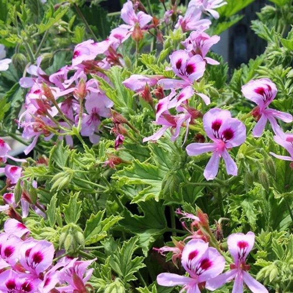 1500 Citronella Plant Seeds Non-GMO Citronella Plant Seeds Home Heirloom