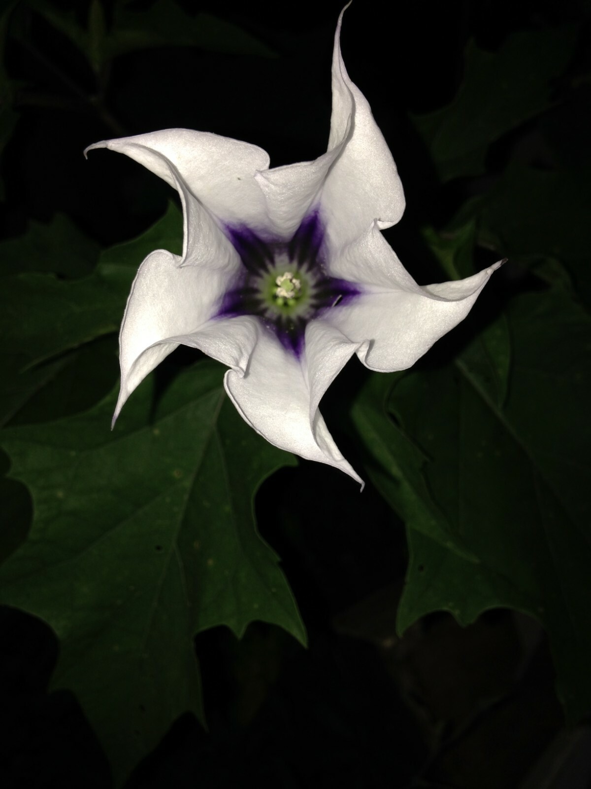Datura Seeds-Stramonium-Perennial-Devil’s Snare-Thorn Apple-20 Seeds from 2022