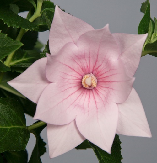 40+ BLUE PLATYCODON DOUBLE BALLOON FLOWER SEEDS / PERENNIAL