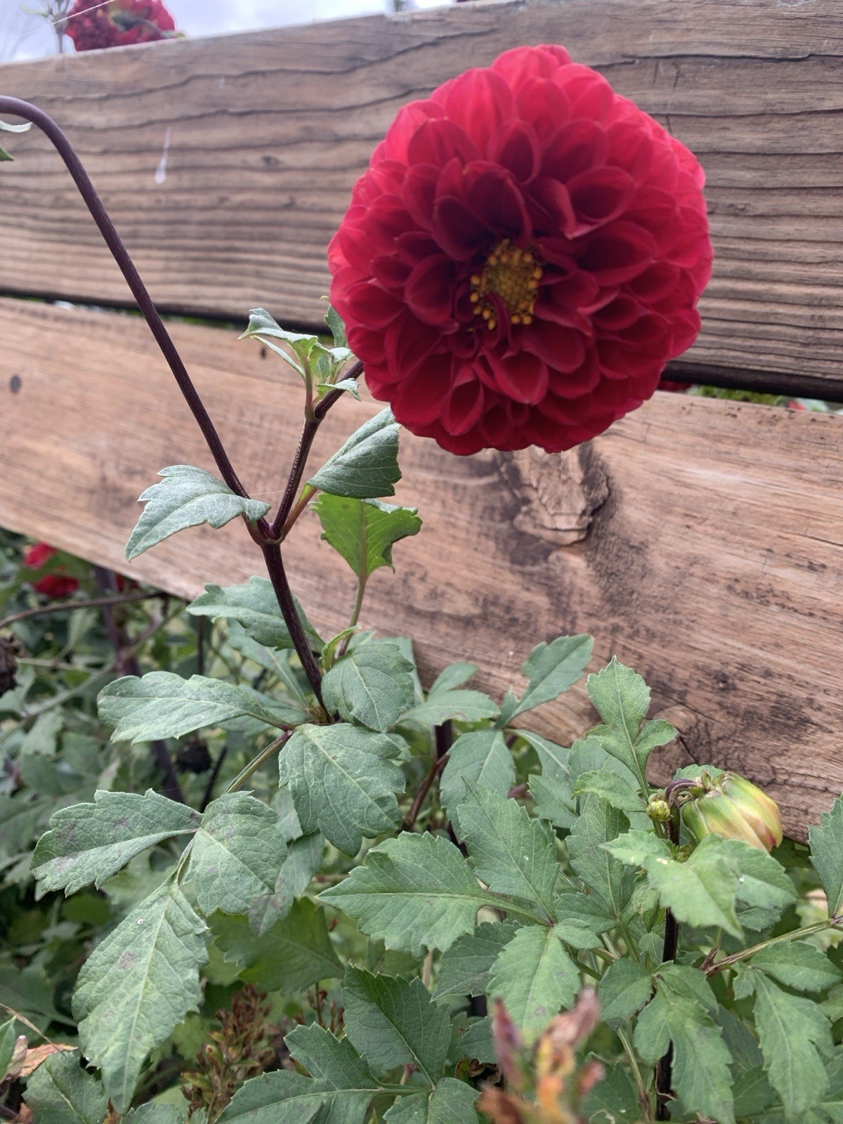 RED DAHLIA Bulbs Rhizome, Green Leaves, Bright Red Flower, Bulbs {g