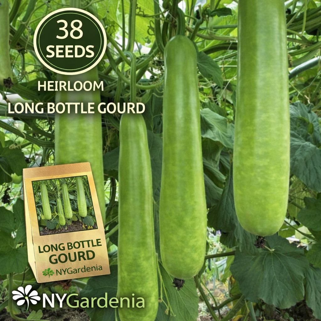 38 Long Bottle Gourd Seeds Heirloom Climbing Vegetable Garden Easy Grow