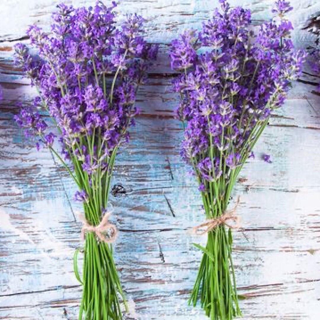 600+ TRUE LAVENDER SEEDS (Lavandula angustifolia) – PERENNIAL NON-GMO HERB USA