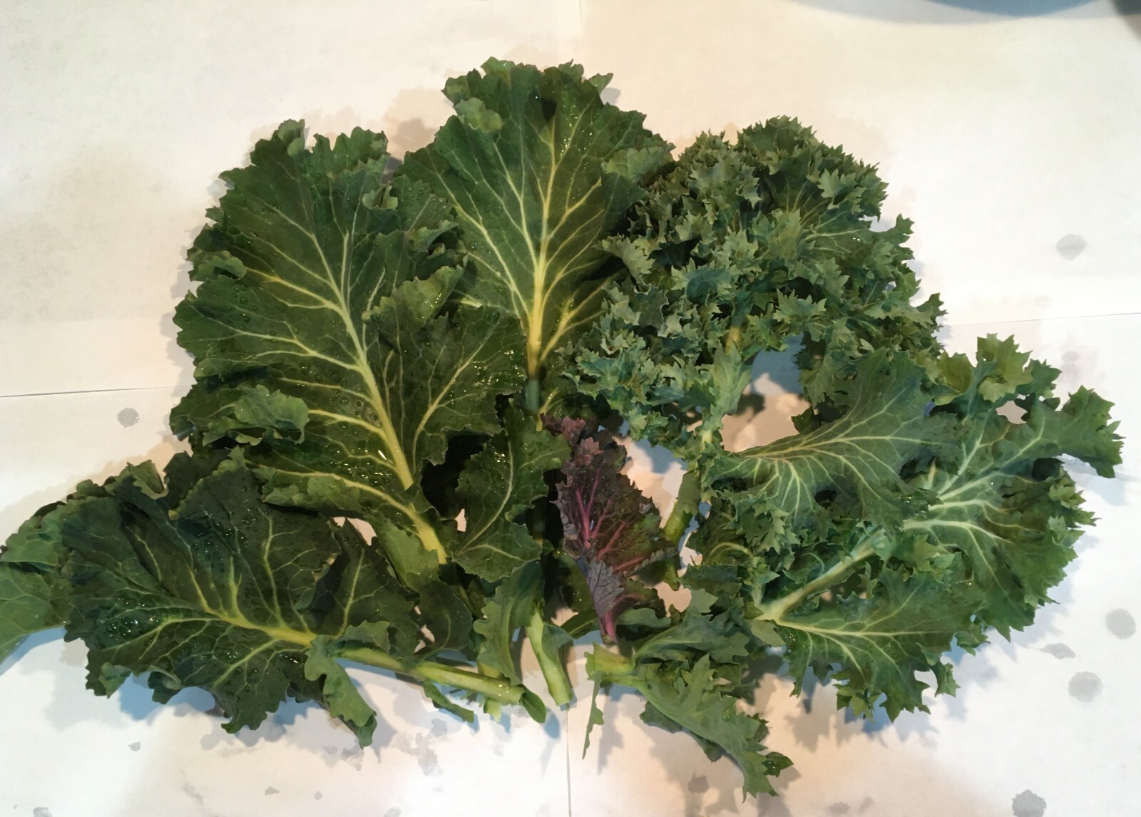 200 seeds Kale mix – organic crop of 2023 – winterhardy zone 7-9
