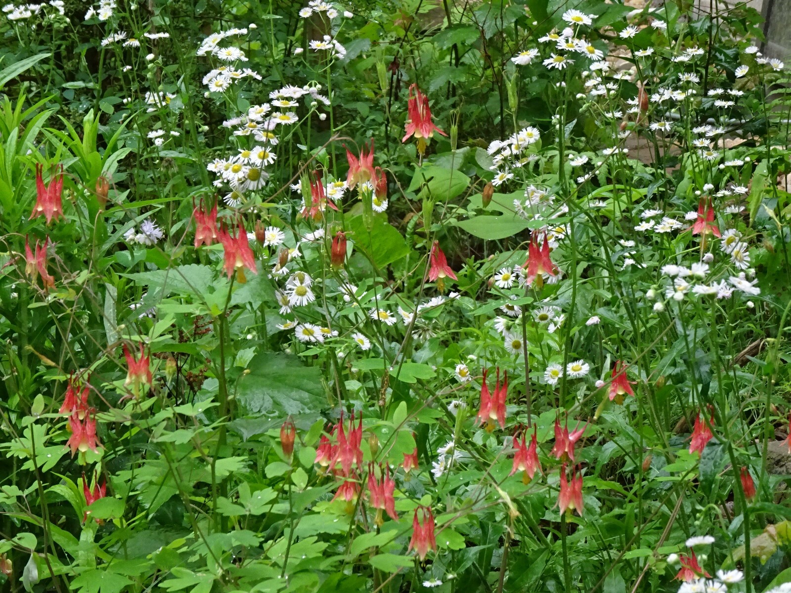 Eastern Red Columbine Aquilegia canadensis Native Perennial 50 seeds Hummingbird